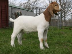 BC X332 Skywalker Placed 3rd at the MO Spring Spectacular Show in Sedalia, MO, 26 Apr 08 in 0-3 Buck