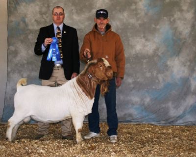 Bear Creek BC W213 Joshua Senior Reserve Champion NEA Early Spring Show, Paragould, AR  3/29/09