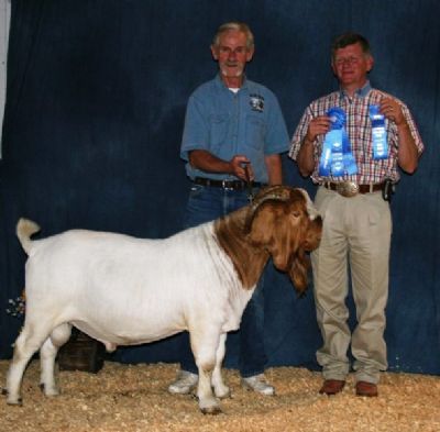 Bear Creek BC W213 Joshua Senior Reserve Champion Spring Spectacular Sedalia, MO 04/25/09