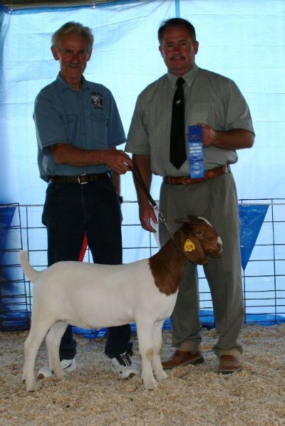 Bear Creek BC X374 Windsong A RA Mr. Texas Gunner Daughter, Judge Anton Ward at SEMO Show, May 2009