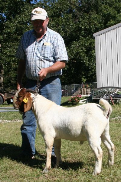 Bear Creek BC Z450, A Son of TLB 8055 Staying In Missouri