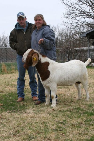 Bear Creek BC Z446 Braveheart Son of TLB 9004 and Bear Creek BC S54, Staying in Missouri