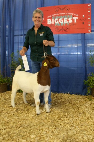 Bear Creek BC D789 out of Bear Creek BC A580 Smokin Hot Gator .  3rd Place at 2014 Ozark Empire Fair