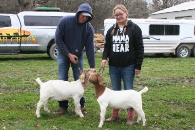 BC F994 and BC F986:  Sires BC C746 Rainmaker's Thunder and  BC D827 Gator's Dundee .