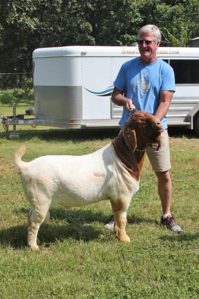 Bear Creek BC G1031 Sired By STCRF Jazz and out of BC B702.   Hading to Ar.