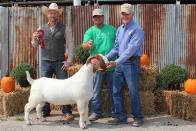 MCR Let R' Rip 1st place & Rsv. Jr. Champion at West Point 4-H Shoot Out in Nevada, MO 9/19/20
