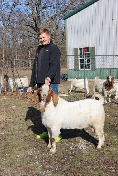 2RSG P33 Sandman Sired by DBL-D G116 100 Proof K99 Ennobled* and out of R4R K340.  Heading to KS.