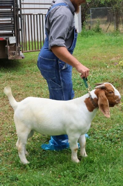 Bear Creek BC S1395.  Sired by 2RSG P33 Sandman and out of Bear Creek L1189.  Headed to Arkansas.