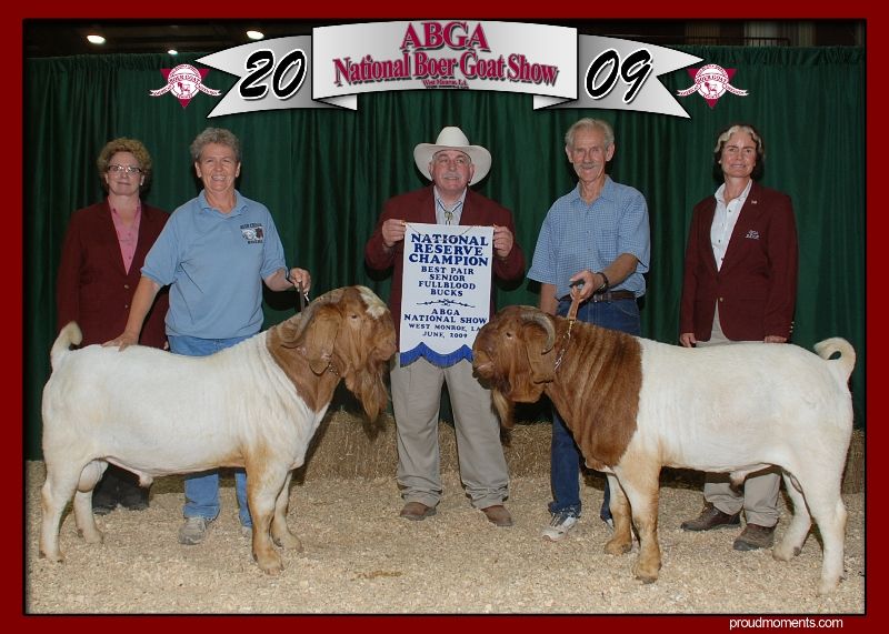 Bear Creek BC W213 Joshua is on the left.                       RA Mr. Texas Gunner is on the right.