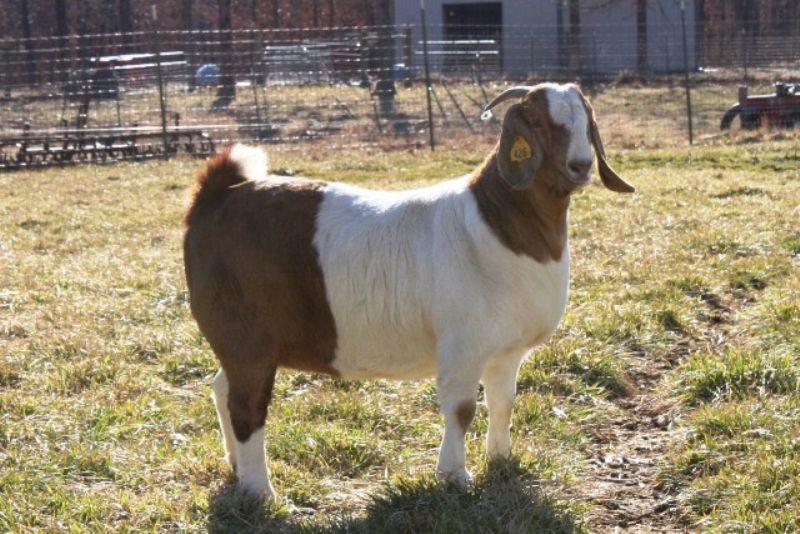 TLB 8055 - Boer Goat Buck