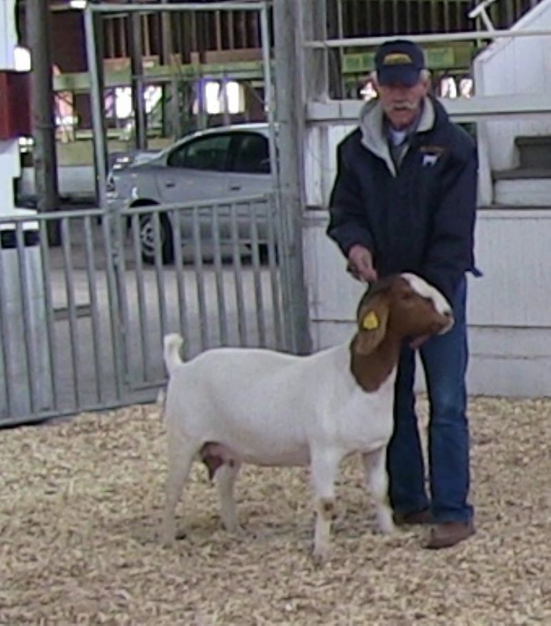 Bear Creek BC Z431 Barbie was Senior Reserve GC at the Show Me Spring Spectacular Show 22 Apr 12