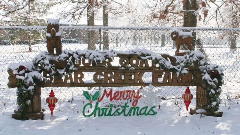 Bear Creek Boers Wishes Everyone A Very Merry Christmas - Boer Goat Buck