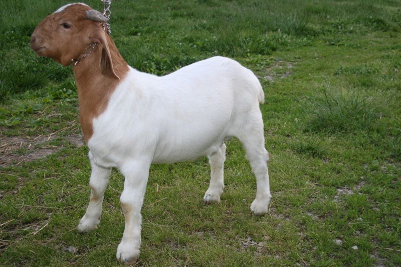 Boer Goat Wethers For Sale in Missouri from Bear Creek Boers
