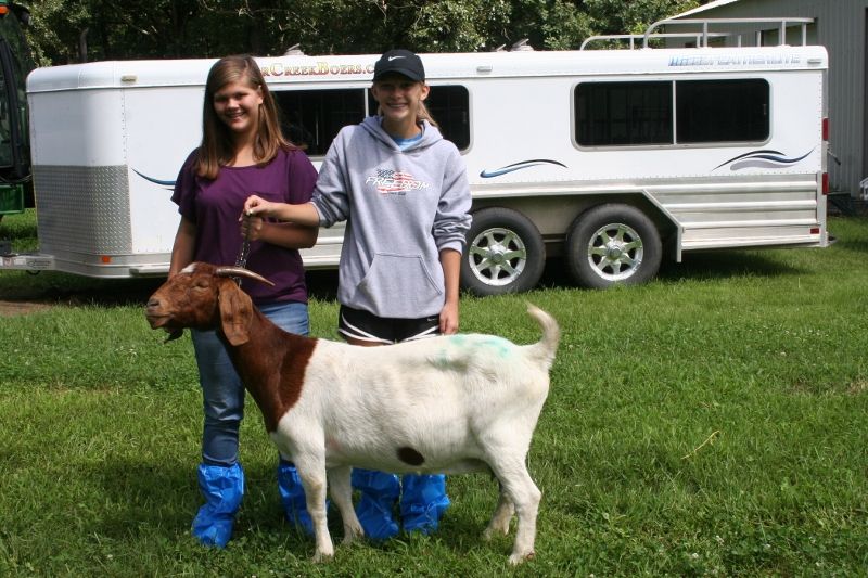 Bear Creek BC X349 Holly out of R A Mr. Texas Gunner and BC S59.  Heading to KS.