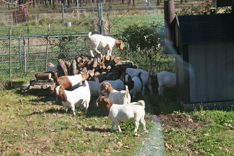 Bear Creek Doe's - Boer Goat Doe