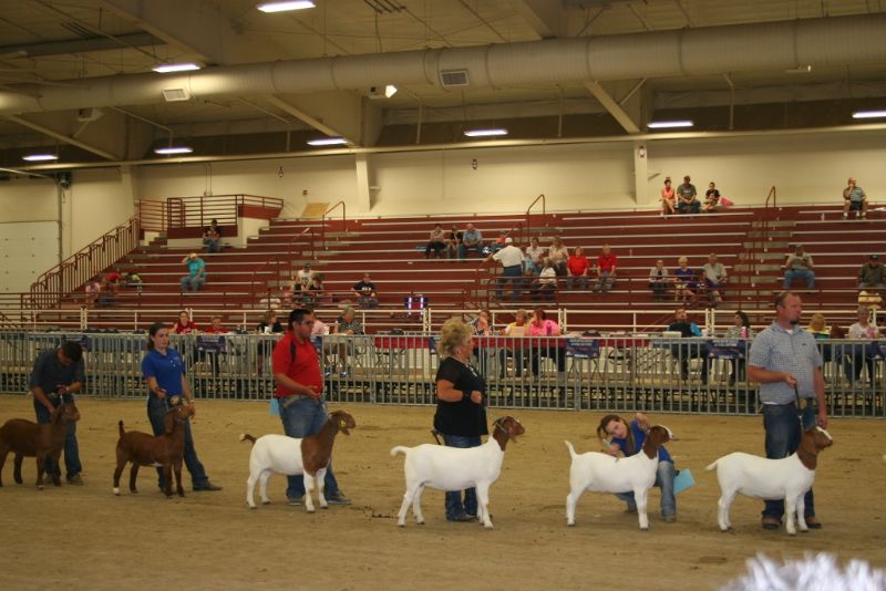 Bear Creek BC D826 4th from the right, shown by Braxton Luchini placed 9th at the ABGA National Show