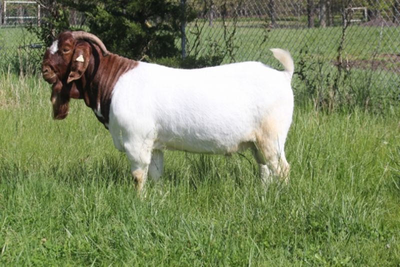 STCRF Jazz - Boer Goat Buck