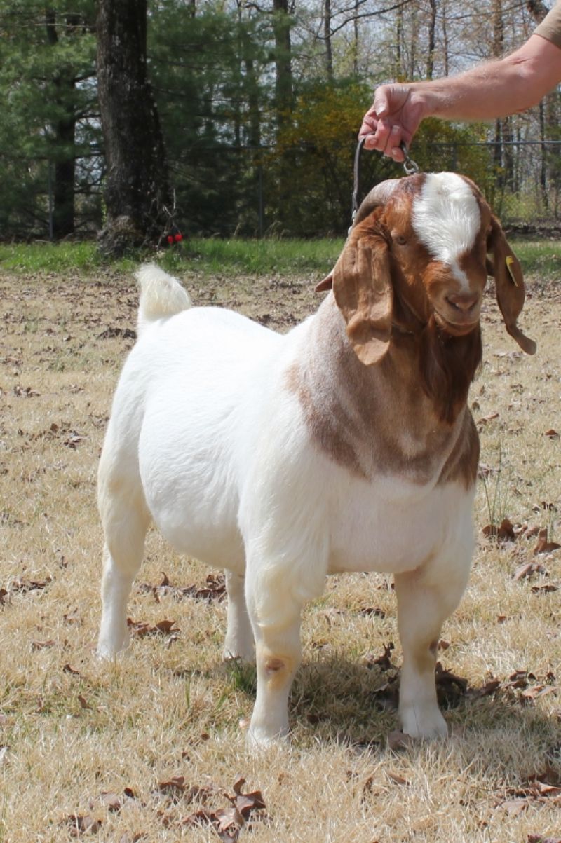 Bear Creek BC G1068 Harambes Dream Maker - Boer Goat Buck