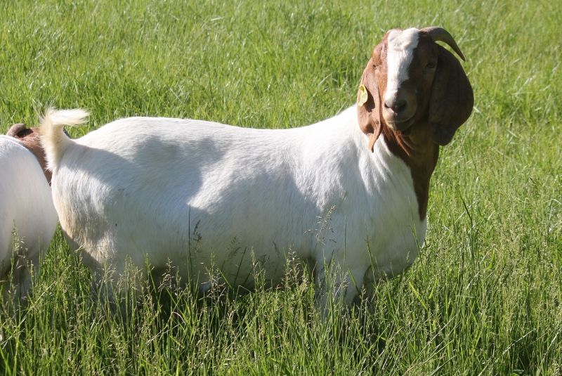 Bear Creek BC G1028 Dream Catcher - Boer Goat Doe