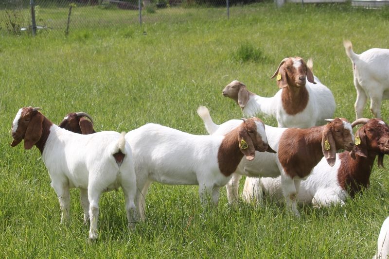 2020 Dec Doe Kids - Boer Goat Doe