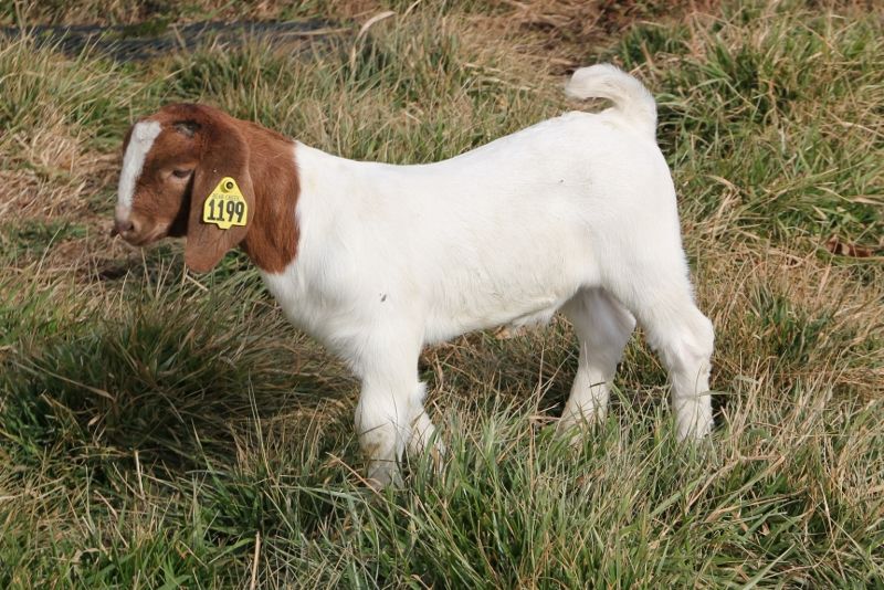 Wether 1199 Scrapie # 144 - Boer Goat Wether