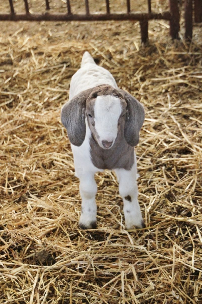Wether Scrapie # 145 - Boer Goat Wether