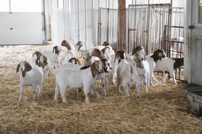 2021 December Kids - Boer Goat Doe