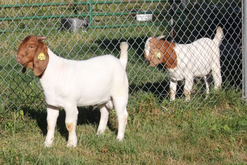 2022 March Born Buck Kids - Boer Goat Buck