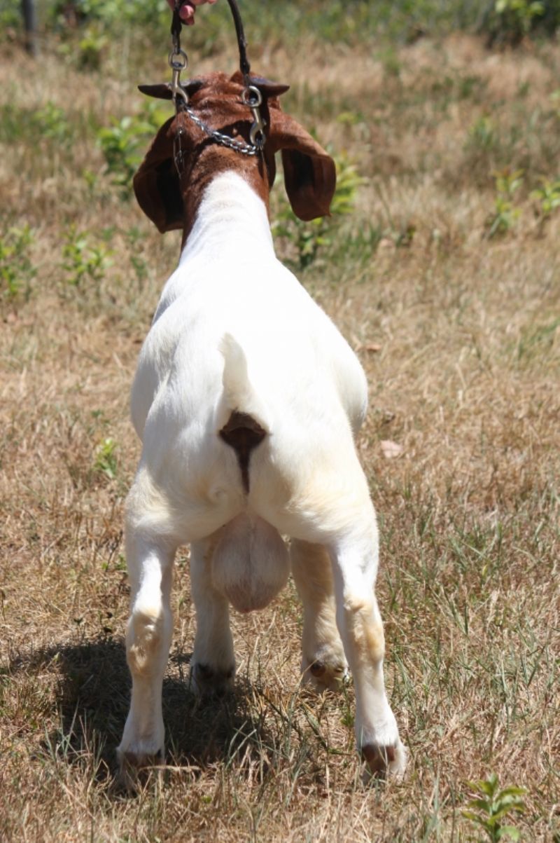Bear Creek BC M1209 - Boer Goat Buck