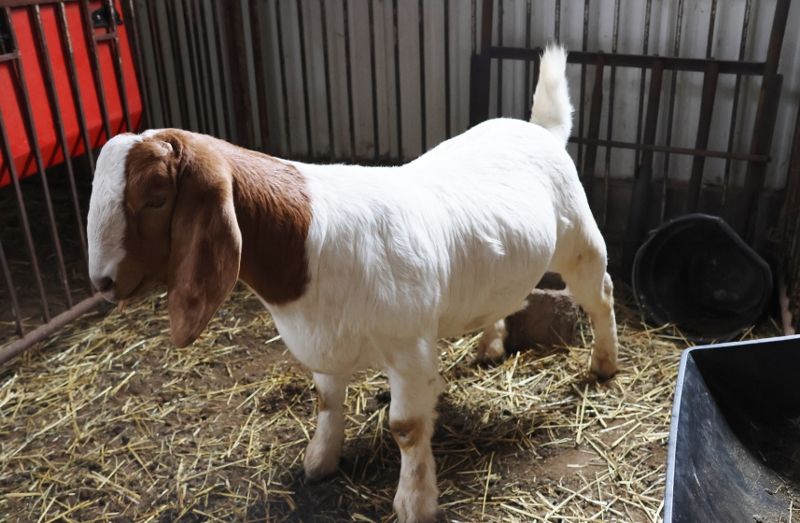 Bear Creek BC  Wether #2 Born 1 January 2023 - Boer Goat Wether