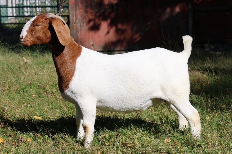 Bear Creek BC M1249 Chosen Angel placed 4th out of 24 at the MO State Fair on 15 Aug 2023