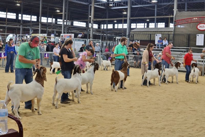 Bear Creek BC N1280 Dennis being shown by Kyle Tate in Red Hat placed 7th out of 13 at 2024 MO State