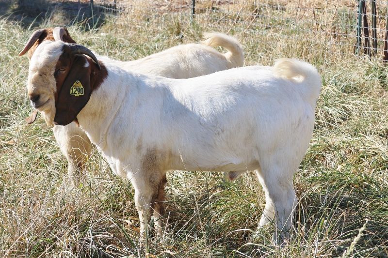 Bear Creek BC N1290 - Boer Goat Buck