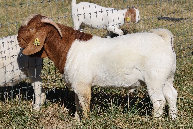 Bear Creek BC N1284 Legend - Boer Goat Buck