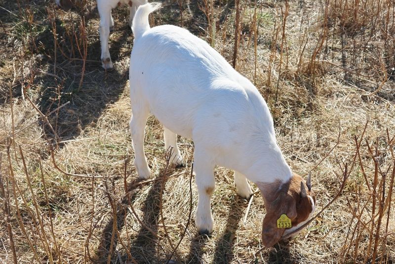 Bear Creek BC P1333 - Boer Goat Doe