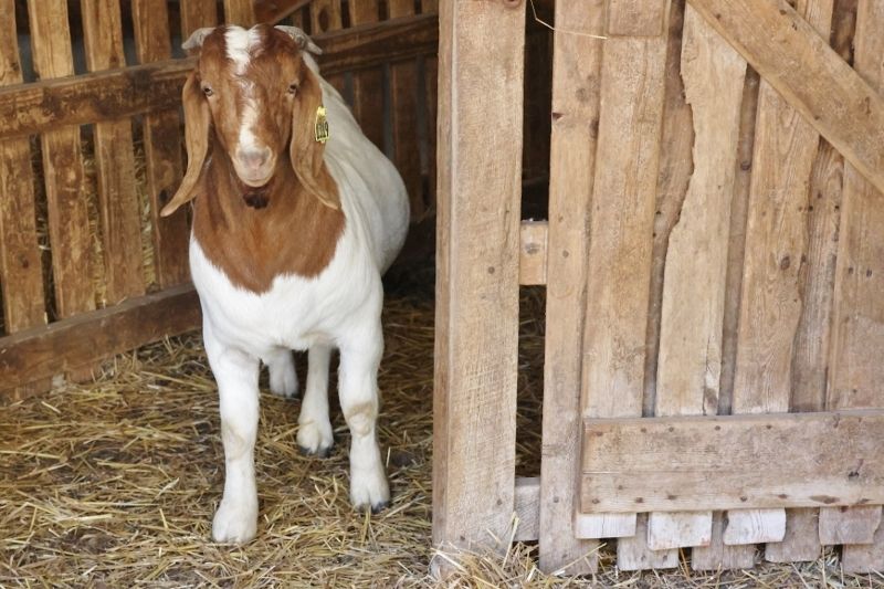 Bear Creek BC P1319 - Boer Goat Buck