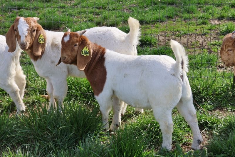 December 2023 Buck Kids - Boer Goat Buck