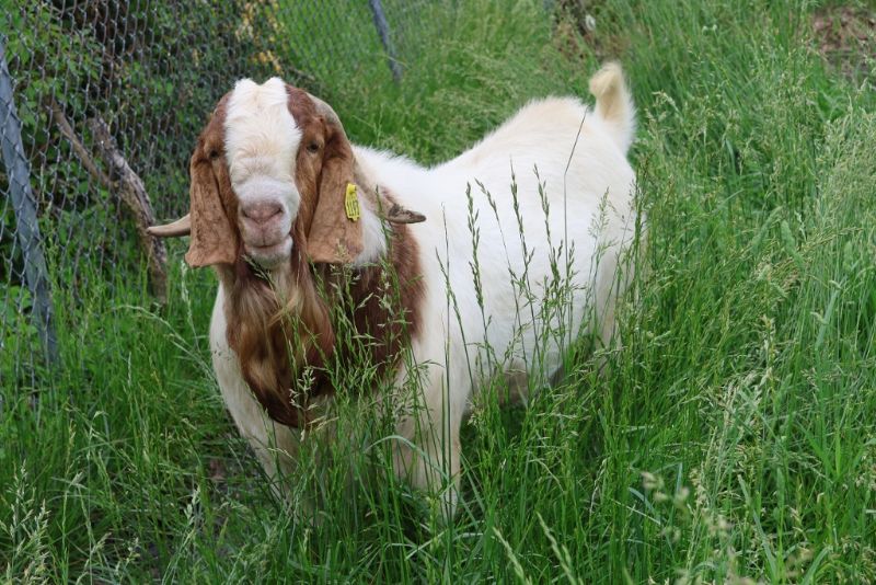 Bear Creek BC L1193 Main Man - Boer Goat Buck