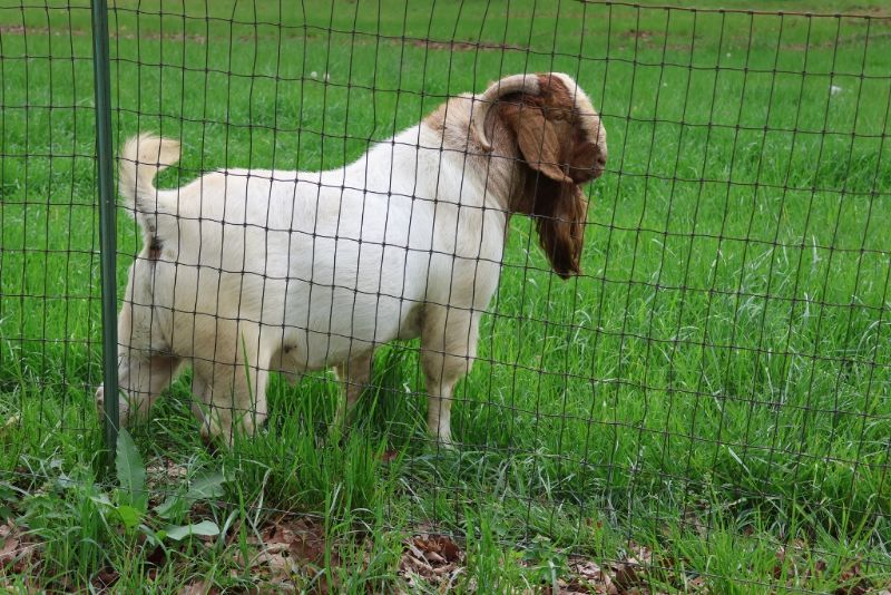 Bear Creek BC L1193 Main Man - Boer Goat Buck