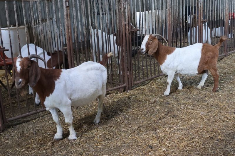 Bear Creek BC F928 - Boer Goat Doe