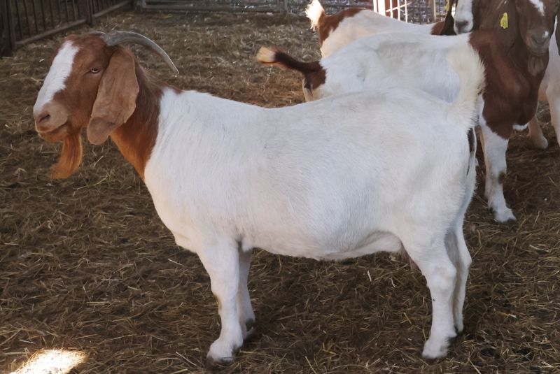 Bear Creek BC J1116 Cheetah's Pride - Boer Goat Doe