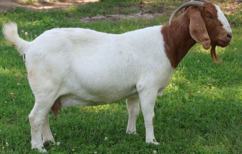 Bear Creek BC J1116 Cheetah's Pride - Boer Goat Doe