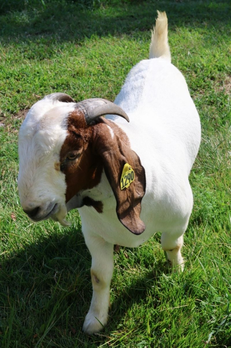 Bear Creek BC N1290 - Boer Goat Buck