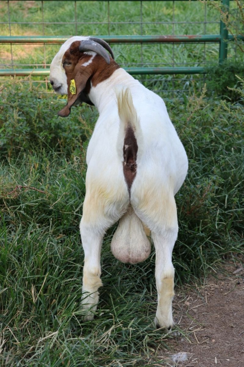 Bear Creek BC N1290 - Boer Goat Buck