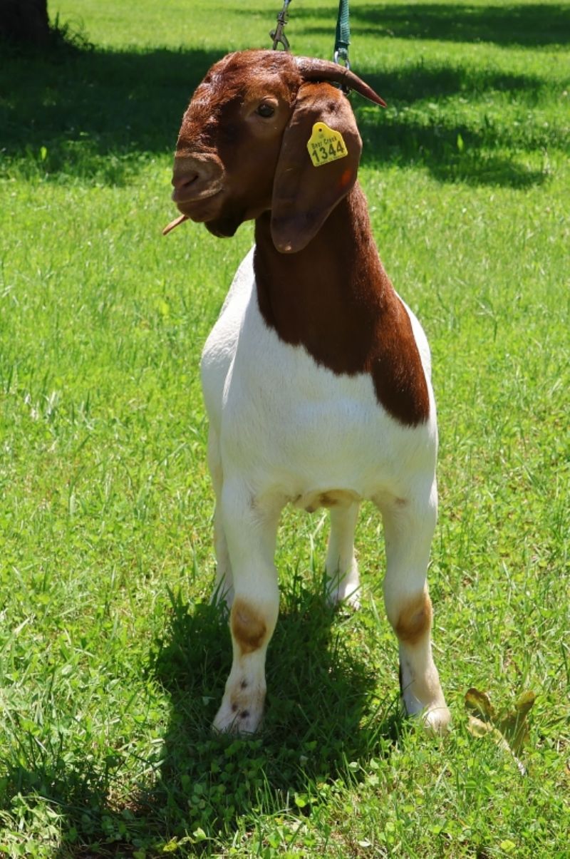 Bear Creek BC P1344 - Boer Goat Buck
