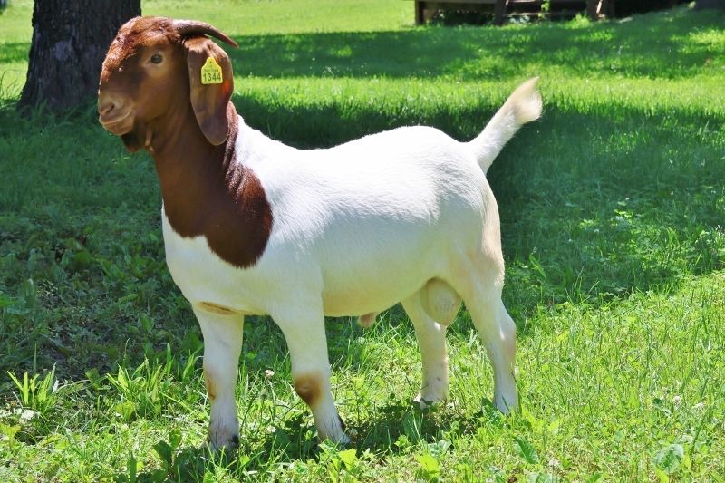 Bear Creek BC P1344 - Boer Goat Buck