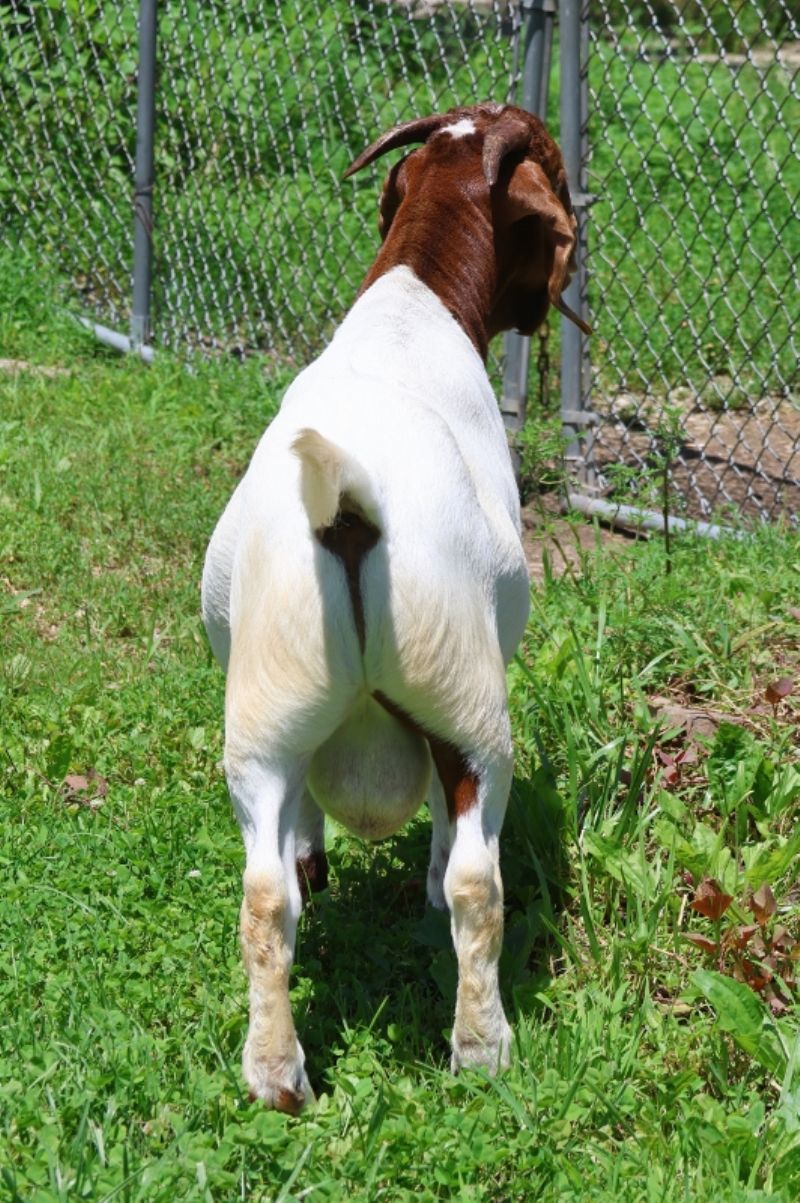 Bear Creek BC P1344 - Boer Goat Buck