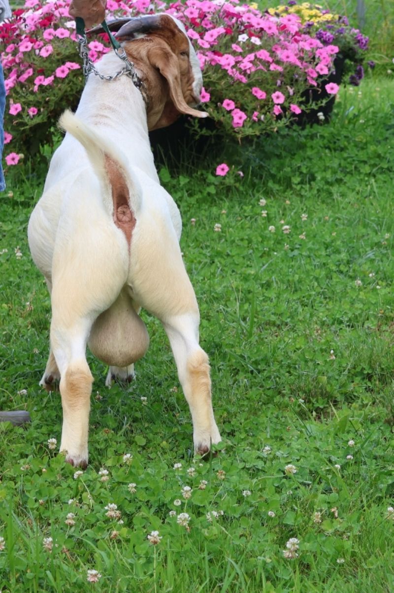 Bear Creek BC P1341 - Boer Goat Buck