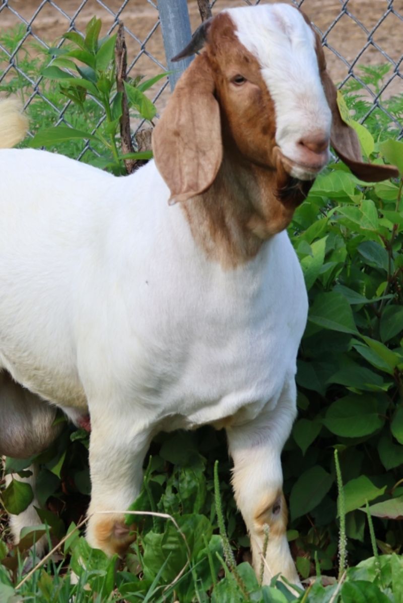 Bear Creek BC P1341 - Boer Goat Buck