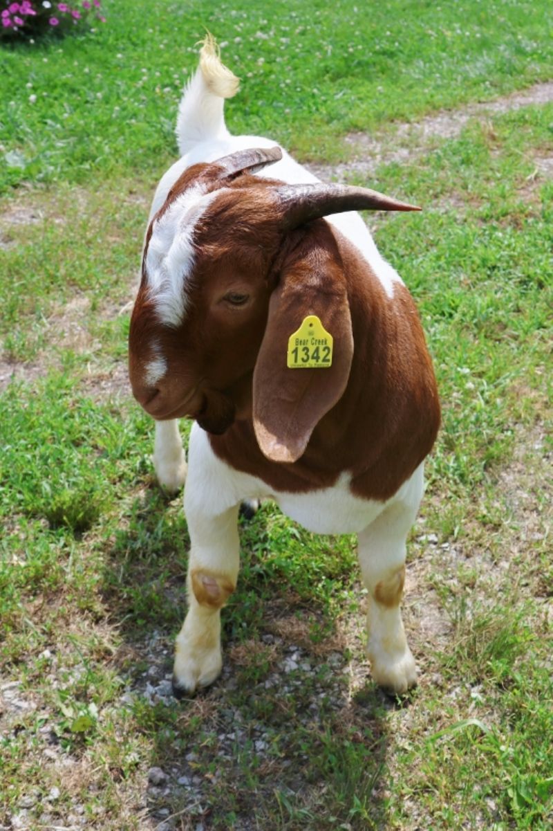Bear Creek BC P1342 - Boer Goat Buck